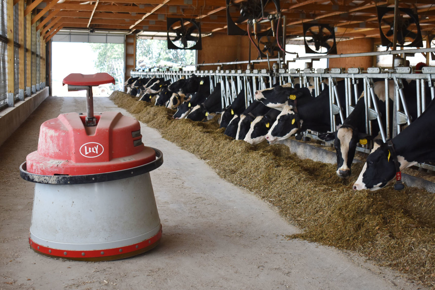 Richland Dairy feed robot